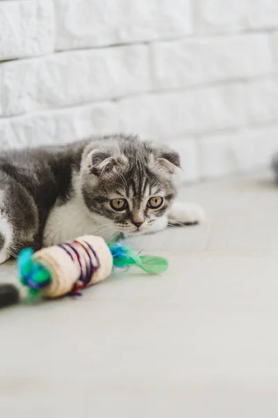 Söt Liten Grå Scottish Fold Kattunge Söker — Stockfoto