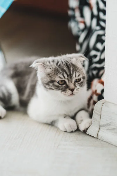 Lindo Poco Gris Escocés Doblar Gatito Buscando — Foto de Stock