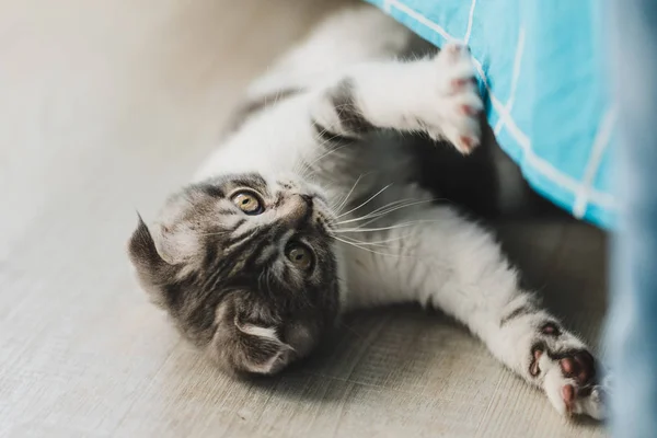 Roztomilá Šedá Scottish Fold Koťátko Hledá — Stock fotografie