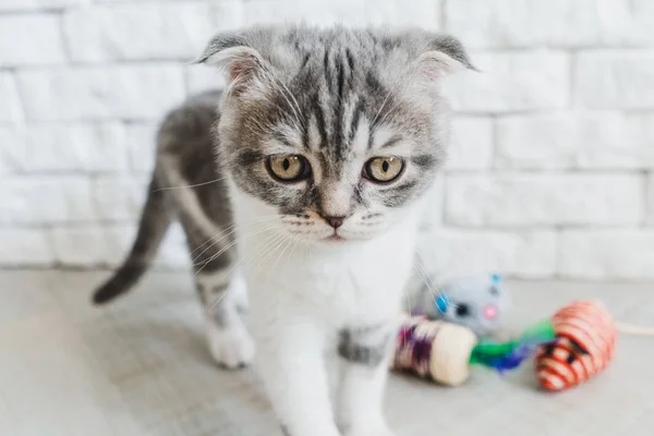 Söt Liten Grå Scottish Fold Kattunge Söker — Stockfoto