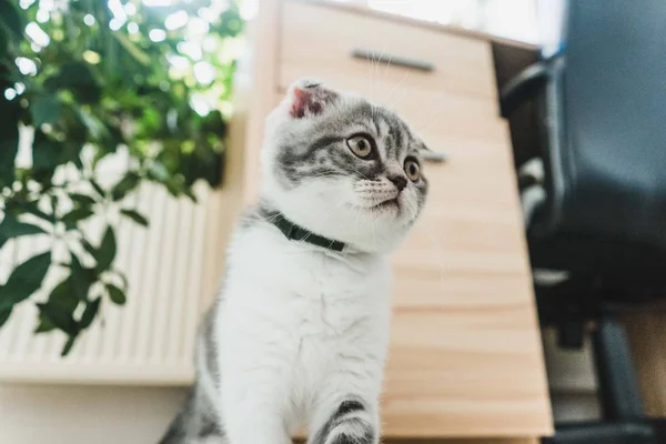 Lindo Poco Gris Escocés Doblar Gatito Buscando — Foto de Stock