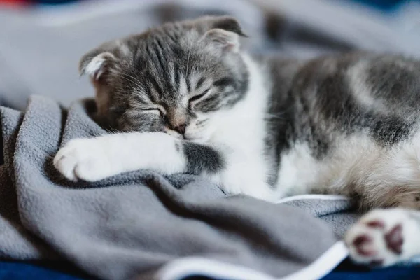 探してかわいい小さな灰色スコティッシュフォールド子猫 — ストック写真