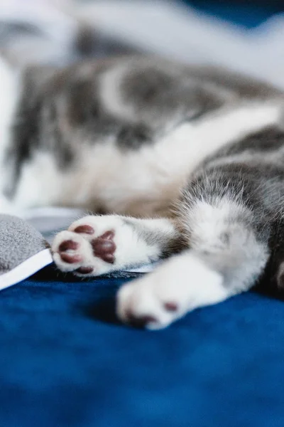 Cute Little Gray Scottish Fold Kitten Looking — Stock Photo, Image