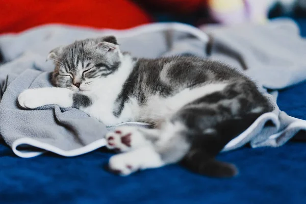 Söt Liten Grå Scottish Fold Kattunge Söker — Stockfoto