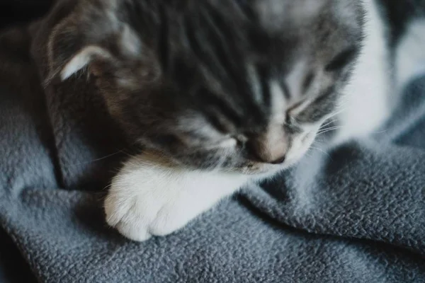 Söt Liten Grå Scottish Fold Kattunge Söker — Stockfoto