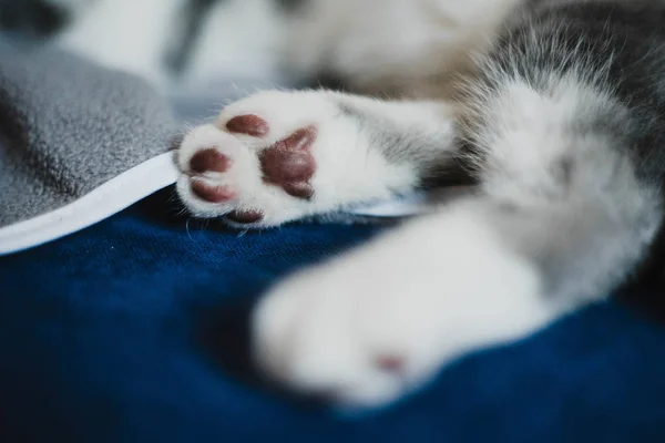 可爱的小灰色苏格兰折叠小猫看 — 图库照片