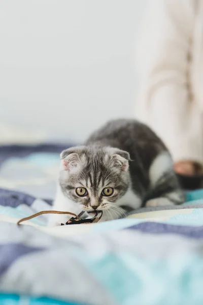 Bonito Pouco Cinza Escocês Dobra Gatinho Olhando Fotos De Bancos De Imagens Sem Royalties