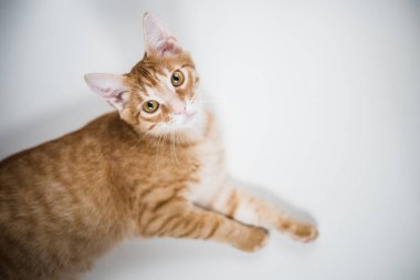 zencefil yavru kedi döşeme ve beyaz bir arka plan üzerinde izole arıyorsunuz