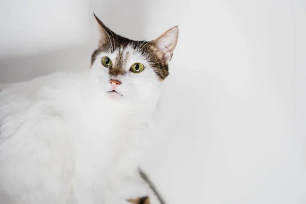 Gato Blanco Con Ojos Verdes Tendido Mirando Aislado Sobre Fondo — Foto de Stock