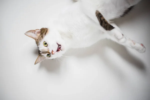 Gato Blanco Con Ojos Verdes Tendido Mirando Aislado Sobre Fondo — Foto de Stock