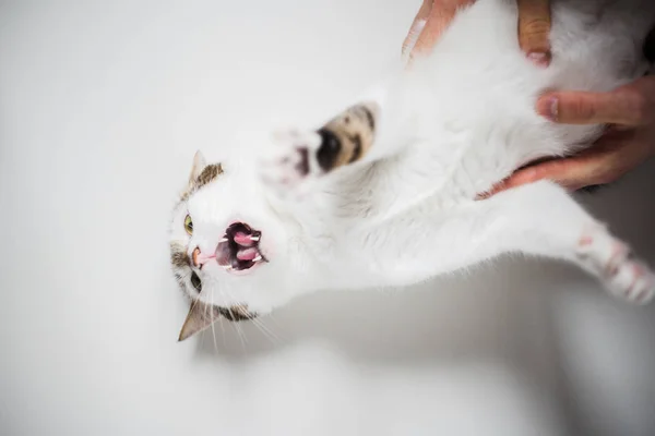 White Angry Cat Canines Green Eyes Laying Looking Isolated White — Stock Photo, Image