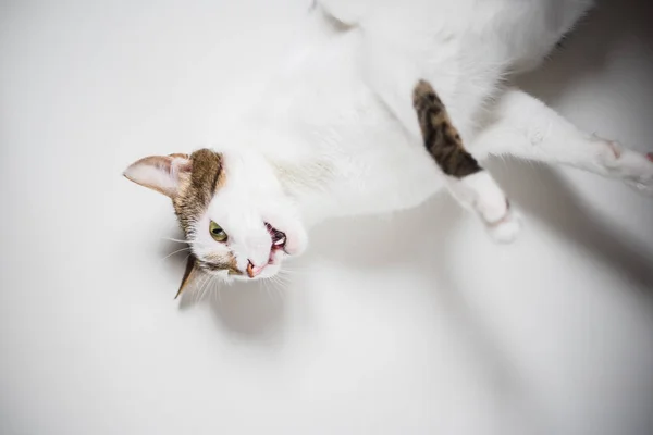 Gato Blanco Con Ojos Verdes Tendido Mirando Aislado Sobre Fondo — Foto de Stock