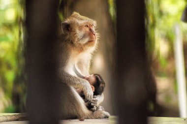 Yengeç yiyen maymunlar (Macaca fascicularis), uzun kuyruklu makaklar olarak da bilinir, Güneydoğu Asya kökenli primatlardır. Bu maymunlar, insanları takip eden vahşi hayvanlar da dahil, çok uyumludurlar..