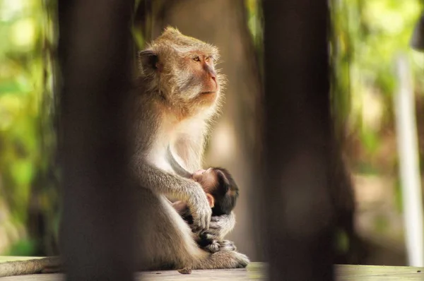 Los Monos Come Cangrejos Macaca Fascicularis También Conocidos Como Macacos —  Fotos de Stock
