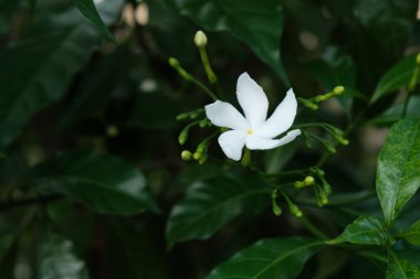 Bahçedeki beyaz yasemin çiçeği, yakın plan çiçek fotoğrafı.