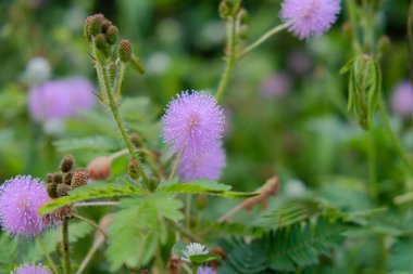 Mimosa pudica is a short bush of a member of a leguminous tribe whose leaves can quickly close / wither automatically when touched. clipart