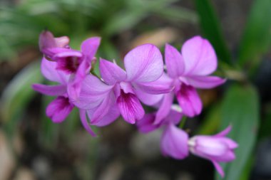 Güzel pembe orkide çiçekleri yakın plan. Dendrobium orkidesi. Yeşil arka planda izole edilmiş pembe ve beyaz orkide. Bahçedeki orkide çiçeği.