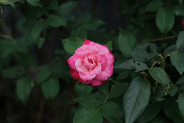 Beauté Des Roses Qui Poussent Naturellement Dans Jardin — Photo