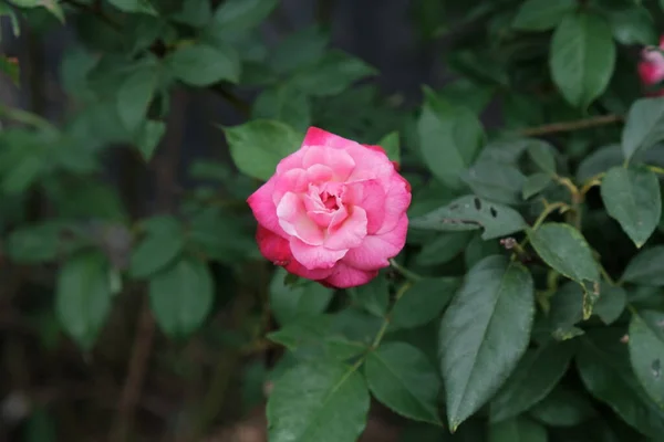 Bellezza Delle Rose Che Crescono Spontaneamente Nel Giardino — Foto Stock