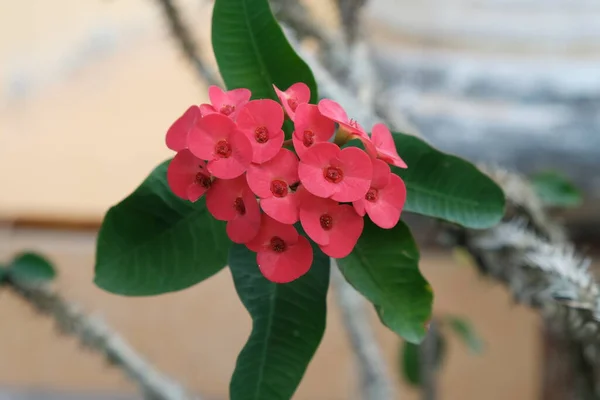 Euphorbia Milii Coroa Espinhos Chamada Corona Cristo América Latina Uma — Fotografia de Stock