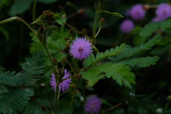 ミモザ プディカ Mimosa Pupica 伝説の部族の一員の短い茂みで 触れるとすぐに自動的に閉じる 枯れてしまう — ストック写真