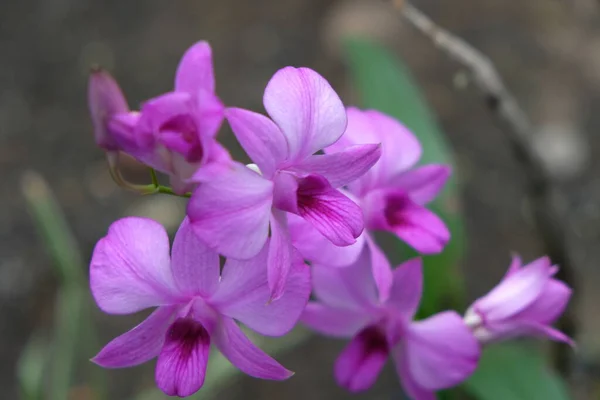 Hermosas Flores Orquídea Rosa Primer Plano Orquídea Dendrobium Orquídea Rosa —  Fotos de Stock