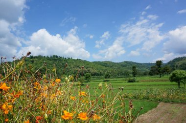 Dağın eteğinin altında birkaç ağaç olan plato bir zamanlar çorak bir yerdi.
