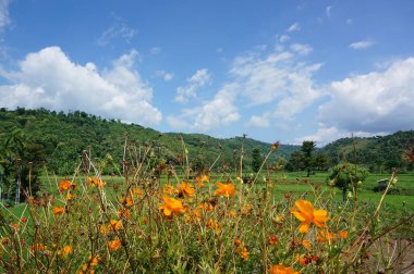 Dağın eteğinin altında birkaç ağaç olan plato bir zamanlar çorak bir yerdi.