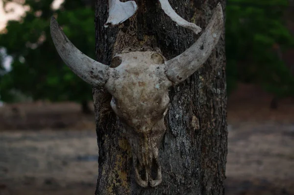 Skulls Deer Animals Hanging Trees Wilderness Traces Wild Predators Natural — Stock Photo, Image