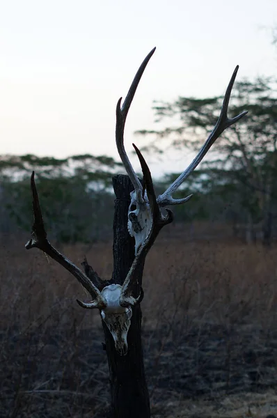 Skulls Deer Animals Hanging Trees Wilderness Traces Wild Predators Natural — Stock Photo, Image