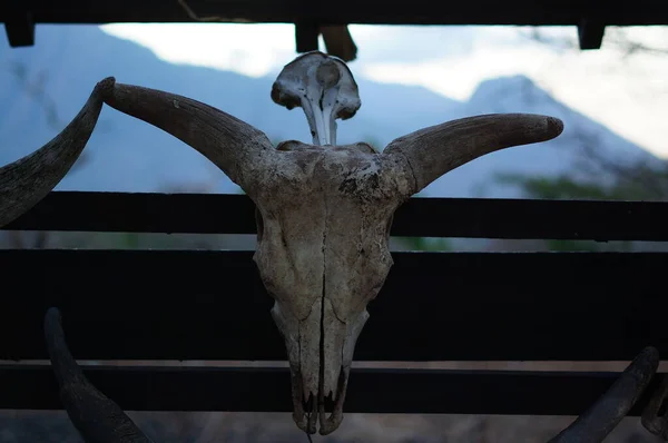 Crânios Animais Veado Pendurados Árvores Estão Deserto Vestígios Predadores Selvagens — Fotografia de Stock