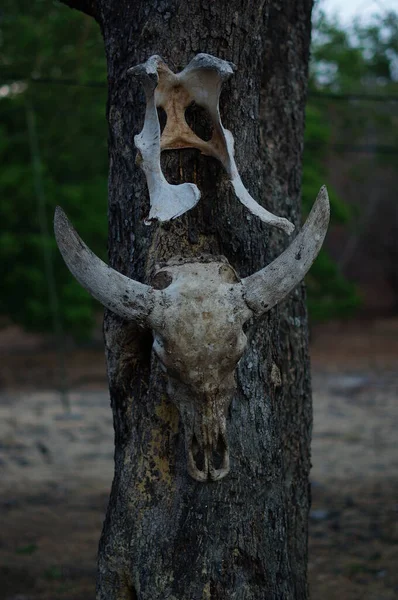 The skulls of deer animals hanging on trees are in the wilderness, traces of wild predators and natural predators.