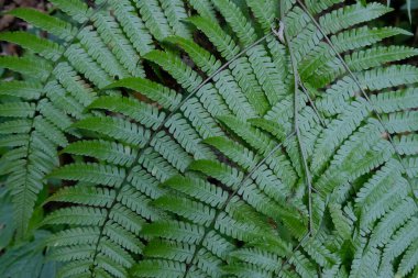 Yaprak dokusu hoş bir yiv oluşturur.