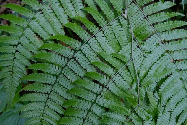 Yaprak dokusu hoş bir yiv oluşturur.