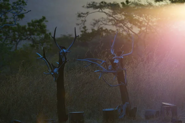 Ağaçlarda asılı duran geyik hayvanların kafatasları, vahşi yırtıcıların ve doğal yırtıcıların izleri..