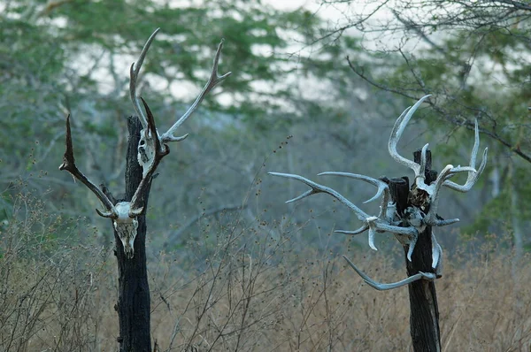 Fákon Lógó Szarvasok Koponyái Vadonban Vannak Vadragadozók Természetes Ragadozók Nyomai — Stock Fotó