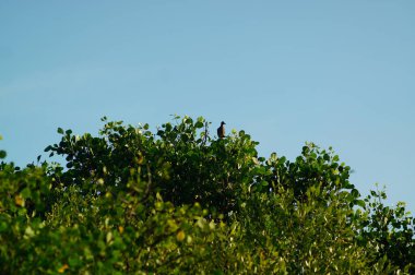 Dağ yamacında çeşitli ağaç ve bitkilerin bulunduğu bir orman olan Heterojen ormanlar, alçak ağaçlardan yüksek ağaçlara kadar çeşitli bitki türlerinden oluşan ormanlardır. Bu orman genellikle doğaldır..