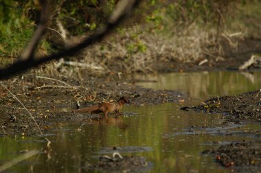 Javan firavunfaresi (Herpestes javanicus), Güney ve Güneydoğu Asya 'da yaşayan bir firavun faresidir. Küçük Hintli firavun faresi ya da küçük Asyalı firavun faresi.