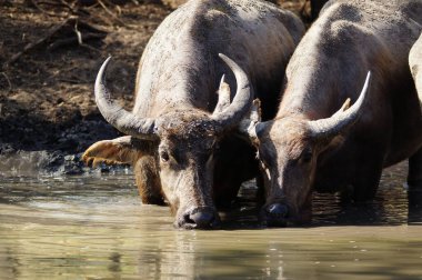 Bubalus bubalis ya da yerli su bufalosu, Hindistan 'ın güneydoğu Asya ve Çin' de yetişen büyük bir sığır türüdür. Bu hayvan parkta çamur havuzunda banyo yapıyor..