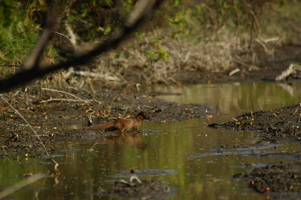 Mangouste Javan Herpestes Javanicus Est Une Espèce Mangouste Sauvage Asie — Photo