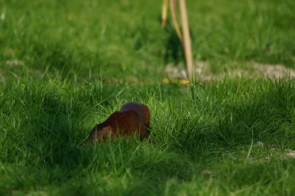 Javan firavunfaresi (Herpestes javanicus), Güney ve Güneydoğu Asya 'da yaşayan bir firavun faresidir. Küçük Hintli firavun faresi ya da küçük Asyalı firavun faresi.