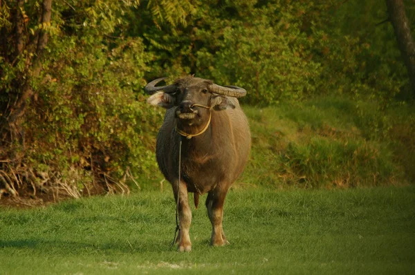 Bubalus bubalis ya da yerli su bufalosu, Hindistan 'ın güneydoğu Asya ve Çin' de yetişen büyük bir sığır türüdür. Bu hayvan parkta çamur havuzunda banyo yapıyor..