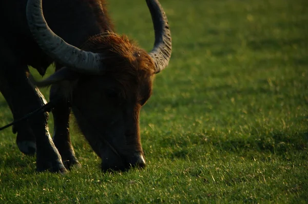 Bubalus bubalis ya da yerli su bufalosu, Hindistan 'ın güneydoğu Asya ve Çin' de yetişen büyük bir sığır türüdür. Bu hayvan parkta çamur havuzunda banyo yapıyor..