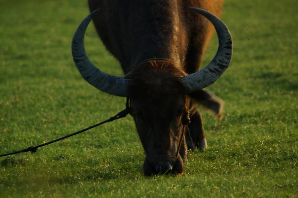 Wasserbüffel Bubalus Bubalis Oder Hauswasserbüffel Sind Große Bodenständige Tiere Die — Stockfoto