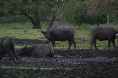 Bubalus bubalis ya da yerli su bufalosu, Hindistan 'ın güneydoğu Asya ve Çin' de yetişen büyük bir sığır türüdür. Bu hayvan parkta çamur havuzunda banyo yapıyor.