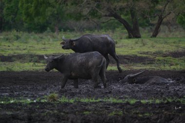 Bubalus bubalis ya da yerli su bufalosu, Hindistan 'ın güneydoğu Asya ve Çin' de yetişen büyük bir sığır türüdür. Bu hayvan parkta çamur havuzunda banyo yapıyor.