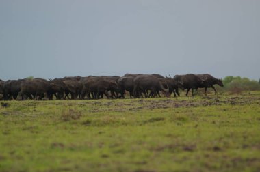 Bubalus bubalis ya da yerli su bufalosu, Hindistan 'ın güneydoğu Asya ve Çin' de yetişen büyük bir sığır türüdür. Bu hayvan parkta çamur havuzunda banyo yapıyor.
