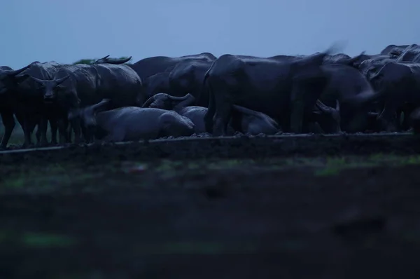 Búfalo Água Bubalus Bubalis Búfalo Água Doméstico Grande Búfalo Originário — Fotografia de Stock