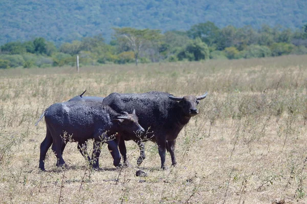 Búfalo Água Bubalus Bubalis Búfalo Água Doméstico Grande Búfalo Originário — Fotografia de Stock