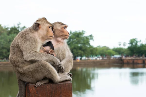 Angkor Wat Tapınağındaki maymunlar. Maymun ailesi. Kamboçya. Haziran 2018